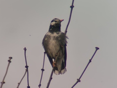 Spodiopsar cineraceus