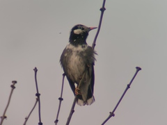 Spodiopsar cineraceus