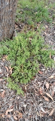 Acacia huegelii