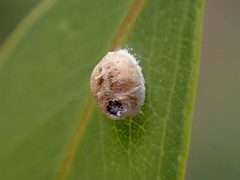 Eriococcus