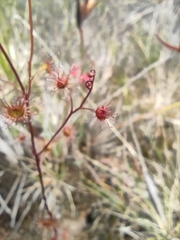 Drosera