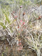 Drosera