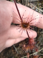 Drosera