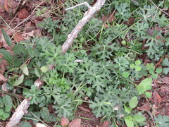 Callirhoe involucrata