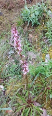 Stylidium armeria