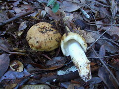 Russula fragrantissima