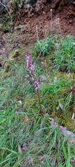 Stylidium armeria