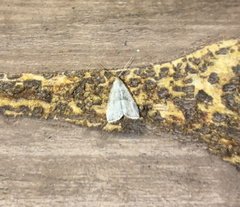 Hypenodes fractilinea