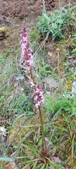Stylidium armeria