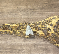 Hypenodes fractilinea