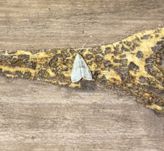 Hypenodes fractilinea