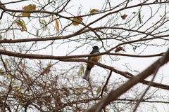 Trogon citreolus