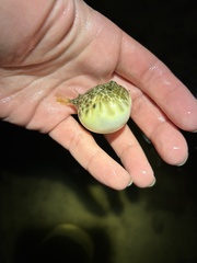 Sphoeroides maculatus