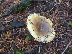 Russula cerolens