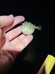 Sphoeroides maculatus