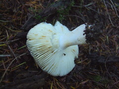 Russula cerolens