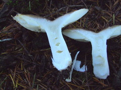 Russula cerolens