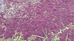 Azolla pinnata