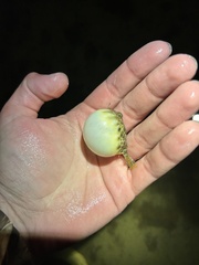 Sphoeroides maculatus