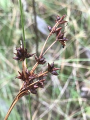 Cladium mariscoides