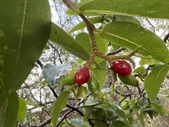 Wikstroemia oahuensis