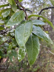 Wikstroemia oahuensis