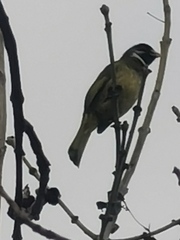 Spizixos semitorques