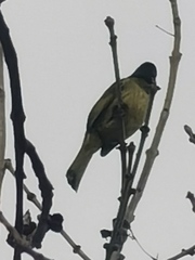 Spizixos semitorques