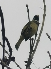 Spizixos semitorques