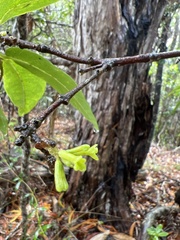 Wikstroemia oahuensis