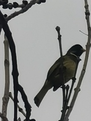 Spizixos semitorques