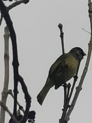 Spizixos semitorques