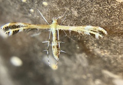 Dejongia californicus