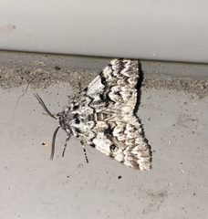 Panthea acronyctoides