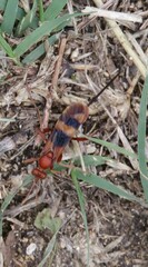 Compsocryptus texensis