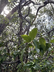 Wikstroemia oahuensis
