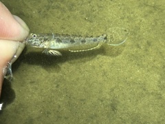 Ctenogobius boleosoma