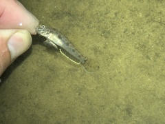 Ctenogobius boleosoma