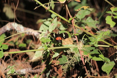 Heliconius hortense