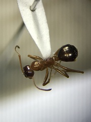 Formica incerta