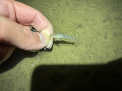 Ctenogobius boleosoma