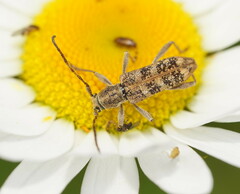 Pempsamacra dispersa