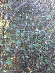 Olearia fragrantissima