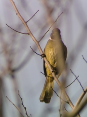 Spizixos semitorques