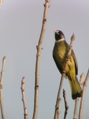 Spizixos semitorques