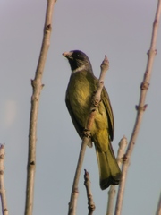 Spizixos semitorques