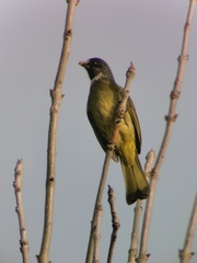 Spizixos semitorques