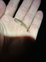 Ctenogobius boleosoma