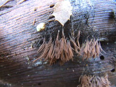 Stemonitis