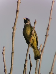 Spizixos semitorques